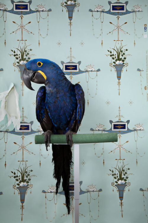 blue-voids:  Claire Rosen - Birds of a Feather, 2012 