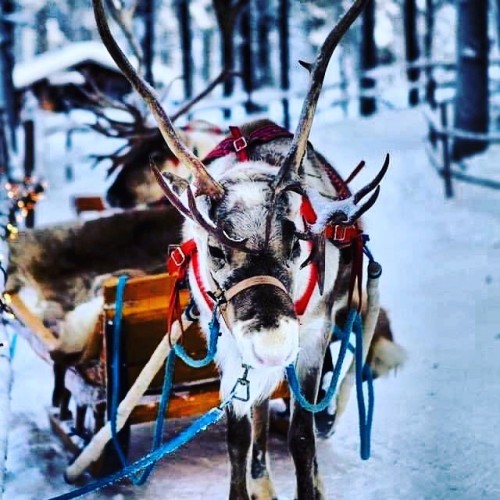 Hard to believe that in 66 days this guy will be prancing on rooftops&hellip; #christmaseve #reindee