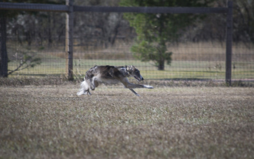 Fun at the empty dog park!