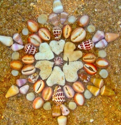 Shell Mandala