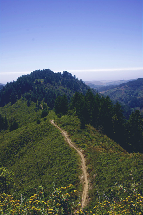 northwezt:  Palo Alto Forest | California ➤ Alesha Brown (northwezt)