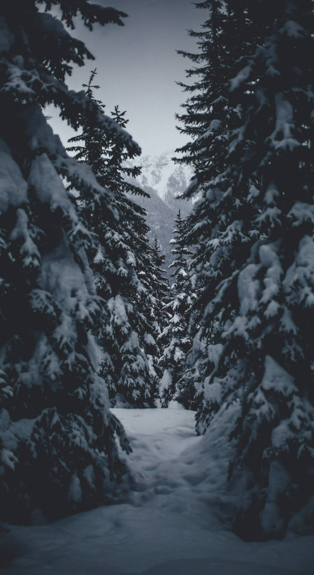 Snow Forest Wallpapers - Top Free Snow Forest Backgrounds - WallpaperAccess