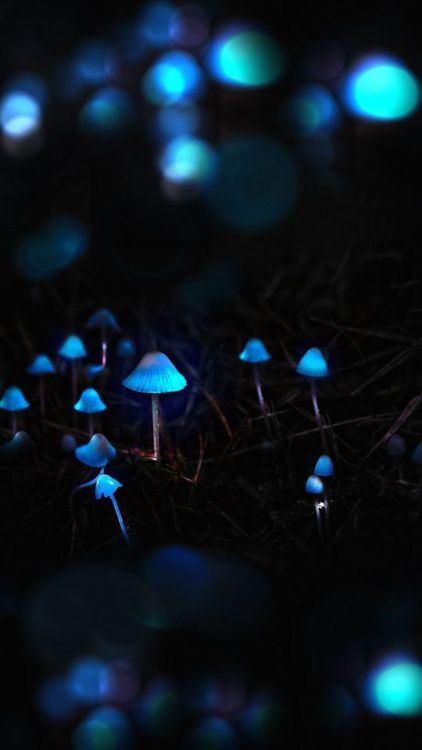 Mushrooms, toadstools, portrait, blue glow, 720x1280 wallpaper @wallpapersmug : http://bit.ly/2EBfd6