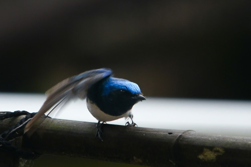 birdwatching