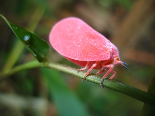 onenicebugperday: Madagascan Flatid Leaf-Bug, Flatida rosea, Flatidae (fulgoroid planthoppers)Like m