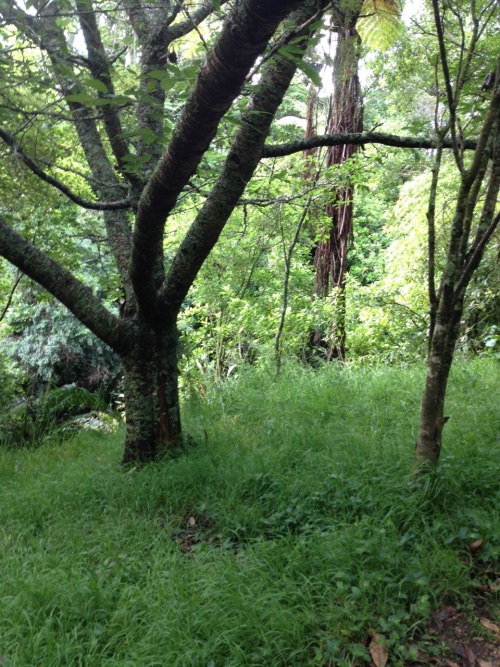 florahfawn:  Today’s walk was nice 