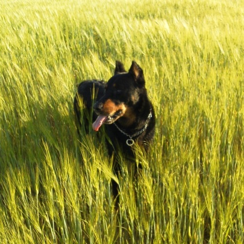 The Barley Field And Carelessness
