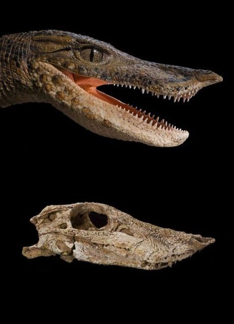 Anatosuchus minor (Duck Croc) by Erin Fitgerald and Tyler Keillor