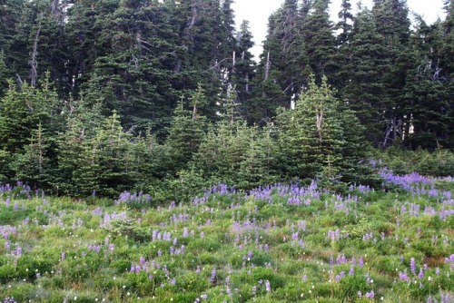 bright-witch: Hurricane Ridge ♢ Print Shop ♢