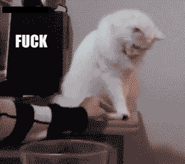 kileyzadebugg:  xD I fucking love cats 