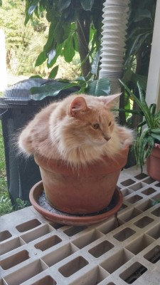 the-southern-dandy: The orange shrub-cat requires many pets to grow big and strong. Contrary to other shrubs, this shrub is deeply adversed to being watered.