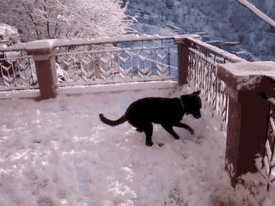 gifsboom: Dog sees snow for the first time!! [video] Tumblr Porn