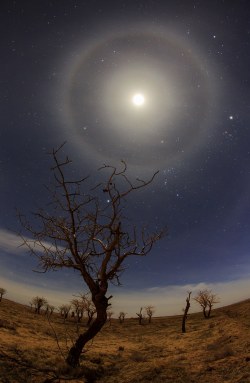   Two Halos Around the Moon by Amirreza