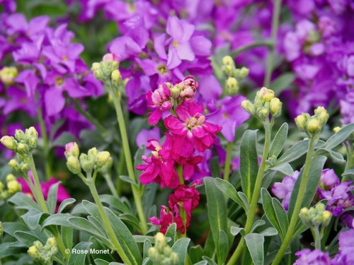 rosemonetphotos: Erysimum cheiri      04&gt;2018Giroflée des muraillesWall