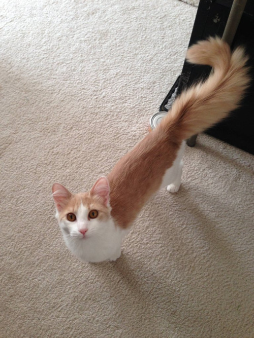 funny-gif-1:  Other Funny Gİfs http://funny-gif-1.tumblr.com/