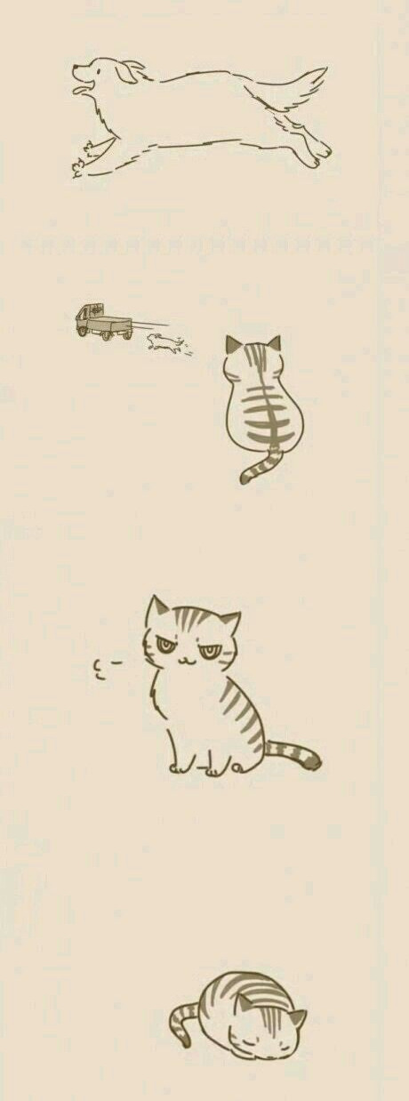 Cat and Dog