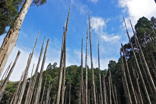 登山行程：忘憂森林、嶺頭山東峰、金柑樹山西北峰、小百岳-金柑樹山、嶺頭山