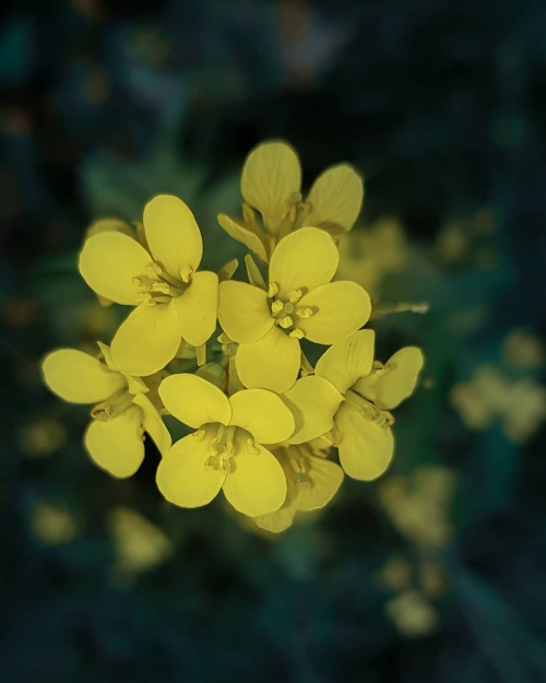 shuvobihan:Mustard Flower. #mustard #mustardyellow #mustardsweater #nature #naturephotography #natur