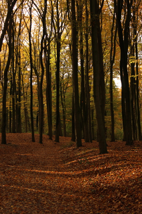 The Grebbeberg, Gelderland, The Netherlands,November 2019 © JB