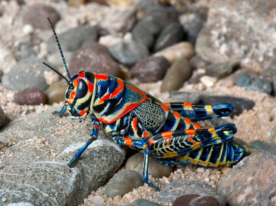 REALLY aesthetically pleasing bugs to look adult photos