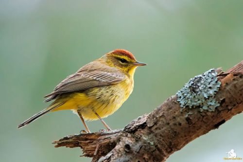 Palm Warbler  Yup, another one&hellip; Patiently waiting on the other Warblers to give me some g