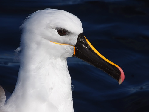 thalassarche:Yellow-nosed Albatross (Thalassarche chlororhynchos) - photo by David Cook