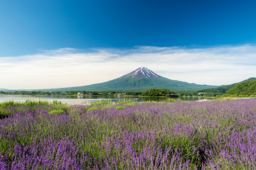 viage:  fields of lavender with mt. fuji in the backgroud