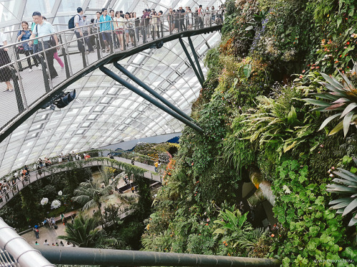 [ 花園國的迷想 ]我遊新加坡其中一個最大的目的就是到濱海灣花園，從構思圖、到落實興建、到開幕、到網上報導我都有一一留意，不得不提就是我一直只有想和望，從來沒有出行的念頭，外遊就是回鄕拜山或公司公幹。