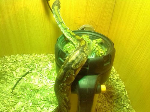 earthandanimals:  marcelinethevampirequeeenn:  yourhusbandrysucks:  reptiliaherps:  couragethecowardlystoner:  me and my brother were drying out some bud in his snake tank and he started slithering all over it, got a bit protective as well haha  I’m