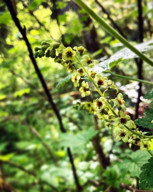 Stink Currant, Ribes bracteosum (Grossulariaceae). I love Ribes, and this is probably my favorite on