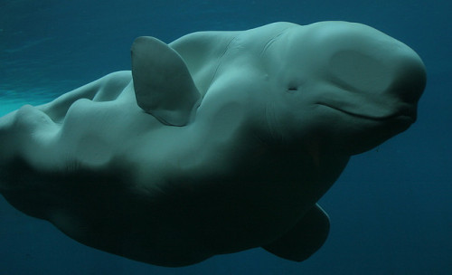 Beluga Whale. Photo by Planet Adventure