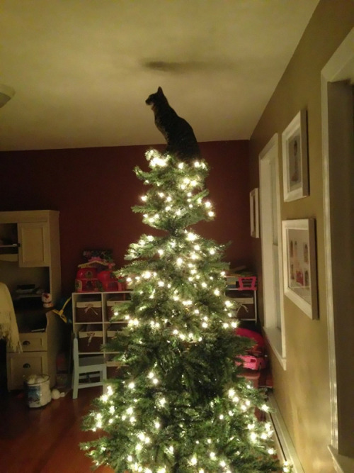 awesome-picz:   Cats Helping Decorate Christmas Trees. 