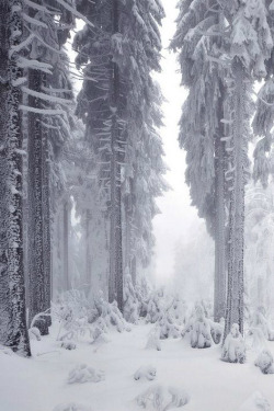 ilaurens:  Frost Forest - By: (Kilian Schönberger)