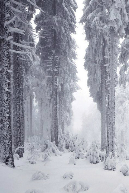 ilaurens:  Frost Forest - By: (Kilian Schönberger) 