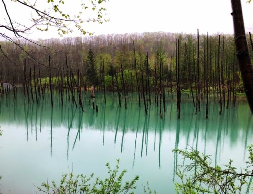 kobaltfoto: Aoiike 青い池 (Blue Pond) - Biel, Hokkaido photo by kobalt