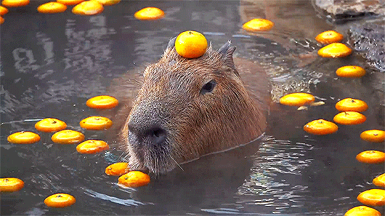 Capybaras are cool too