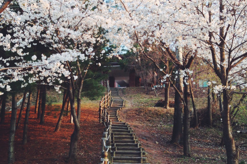 yukku-ri: Cherry blossom by Young Woo Park 