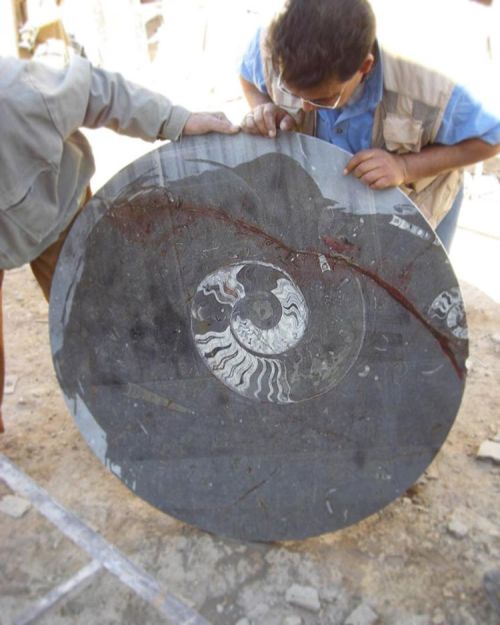 #Devonian period marble, we have fabulous tables tops cut from fossil limestone. See our dedicated d