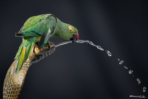 Quenching thirst in a serpent-shaped fountain, Rose ringed Parakeet, Gwalior, Madhya Pradesh, photo 