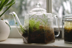 athyriumotophorum:  My moss terrarium that I made with my Grandmother’s old tea kettle that she gave to me. In the terrarium are mosses, grasses, rocks, and clovers. One clover decided to sprout through the spout :) 