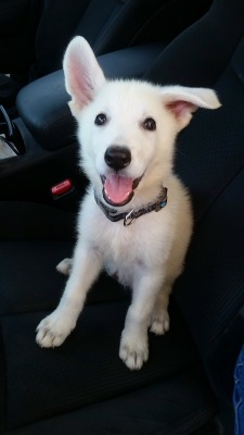 awwww-cute:  Meet our 9 week old White German