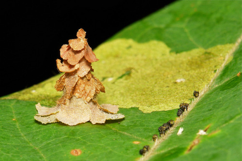 sinobug:Mad Hatter’s Leaf Party &ldquo;Witch’s Hat&rdquo; Bagworm Moth (Psychidae) Larva Safe withi