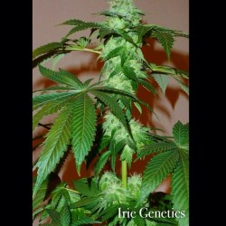 iriegenetics:  Cataract Kush from DNA Genetics