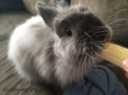 dailybunny:  Bunny Enjoys Some Nice Banana Nibbles Thanks, Allison and bunny Pancake!