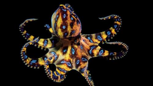 end0skeletal:The blue-ringed octopuses (genus Hapalochlaena) are three (or perhaps four) octopus spe