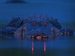 Night Vision (Alligator)