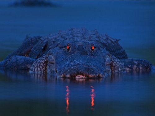 Night vision (alligator) adult photos