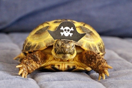 thewhimsyturtle:ARRRRRR!!!  It be International Talk Like a Pirate Day!  Watch ou’, 