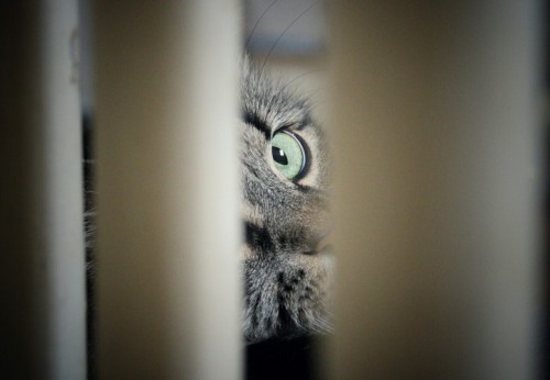 my-cats-better:I see you.•Canon Rebel T6•18-55mm lens