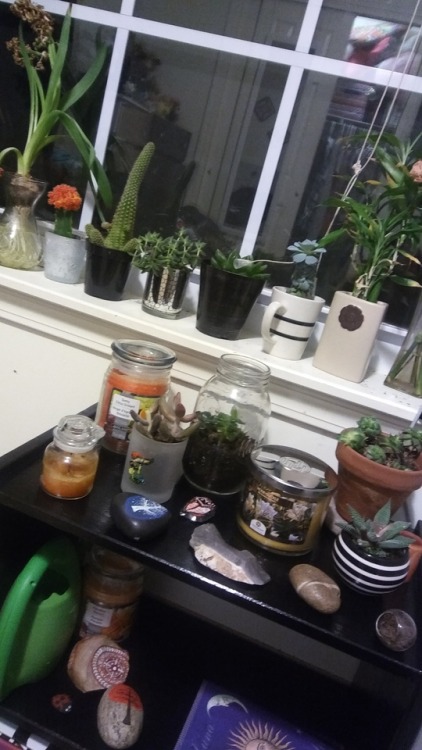 All my greenery as the collection grows I feel so much more positive energy.